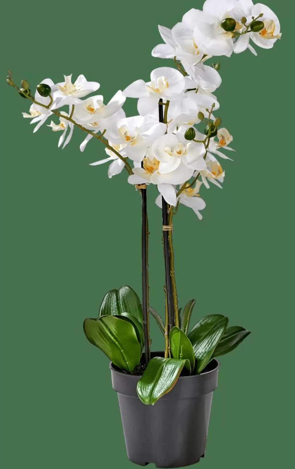 Flash Sale CASA ORCHID Orquídea Em Vaso Branco